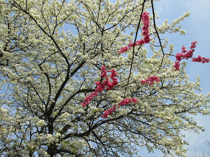 kirsebærtre blomstrer, hvit, rød, Park, anlegget