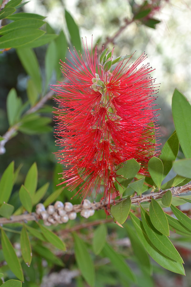 květ, závod, Příroda, květ, Bloom, jaro, červená