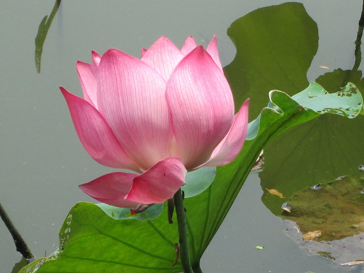 lotus, green, plant, aquatic plants, pink
