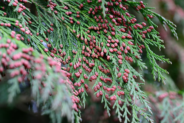 fir, balsam fir, tree, flowers, spring, close-up, tiny red flowers