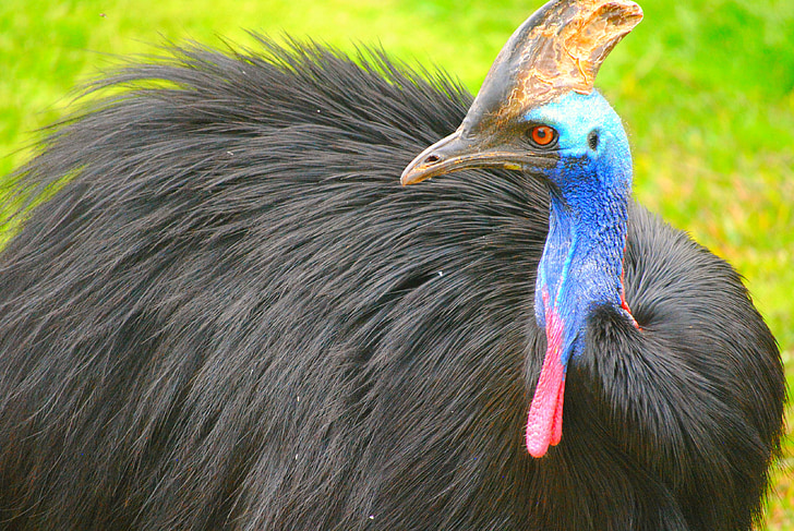 Horned fågel, Cassowary, blå, svart, Horn, vit, djur
