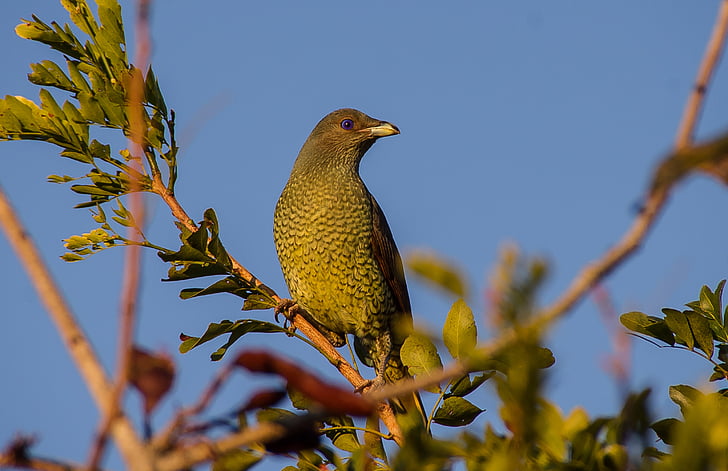 satin bowerbird, con chim, ptilonorhynchus violaceus, nữ, màu xanh lá cây, lốm đốm, đôi mắt màu xanh