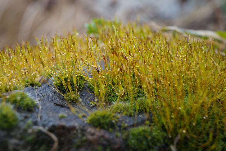 Moss, kameň, po daždi, Stačí pridať vodu, dažďová kvapka, Príroda