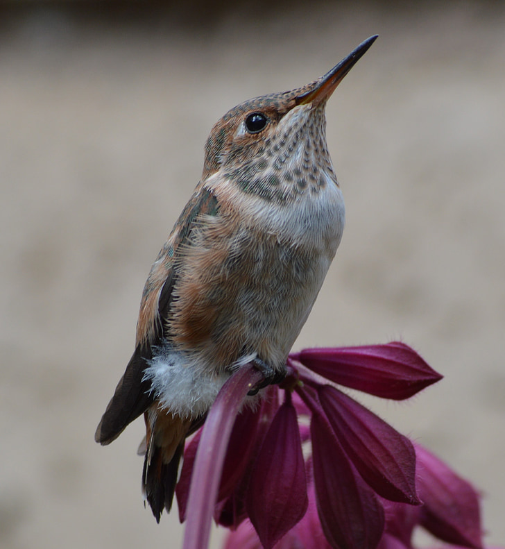 hummingbird, bird, flower, nature, wildlife, color, animal