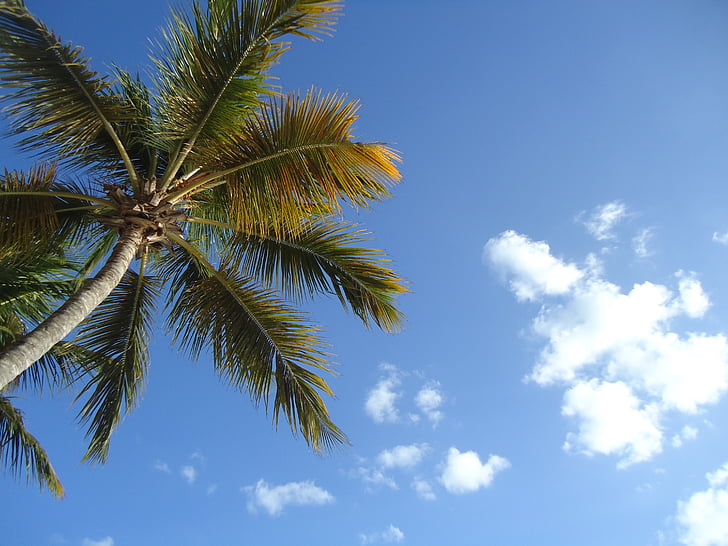 Palm, wolk, hemel, vakantie