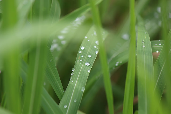 gras, natuur, regen, druppel water, dauw, groene kleur, plant