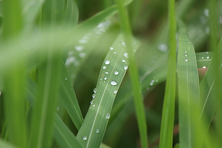 erba, natura, pioggia, goccia d'acqua, rugiada, colore verde, pianta