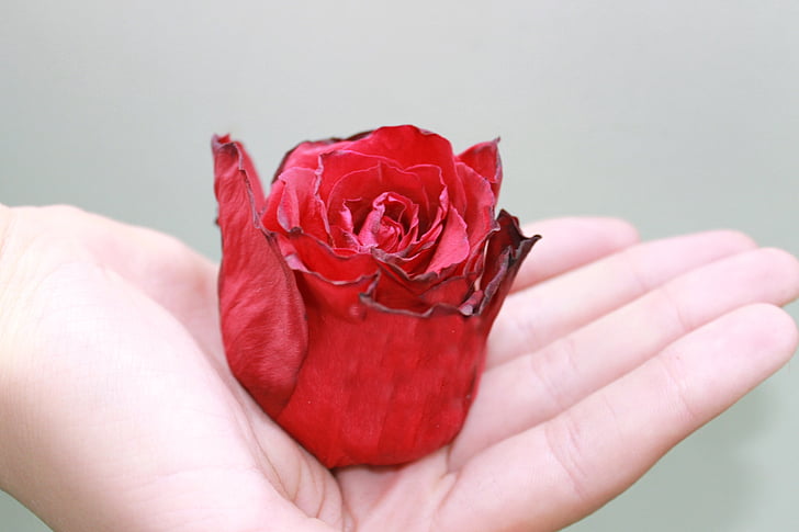 Rosenblüten, Rosen, verdorrt, rote rose, Blume, Blatt, Blüte