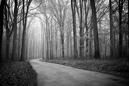 foggy, woods, trees, fog, road, mist, nature