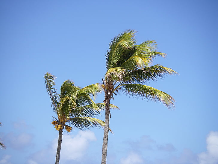 palmbomen, strand, Mauritius, palmboom, natuur, boom, blauw