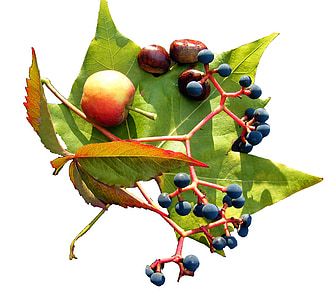 Leaf, víno, ovocie, hnedá, jeseň, dekorácie, jesenné dekorácie