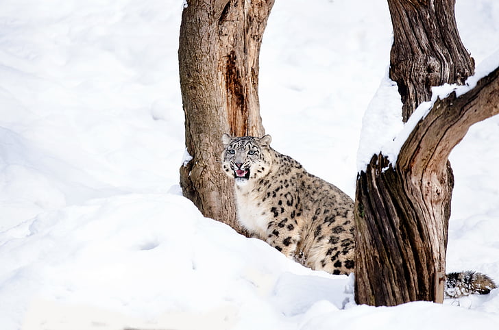 Snow leopard, macska, nagy macska, vadmacska, vadász, hó, téli