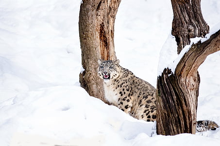 snow leopard, con mèo, con mèo lớn, mèo rừng, thợ săn, tuyết, mùa đông