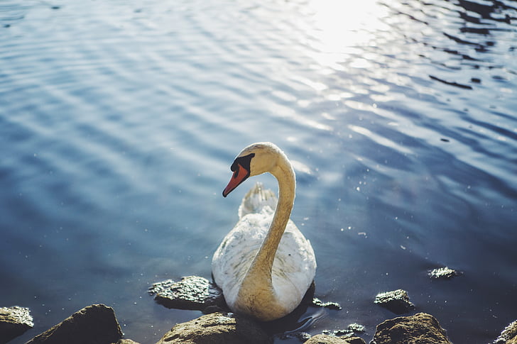 Swan, Waterbird, satwa liar, air, Danau, liar, hewan