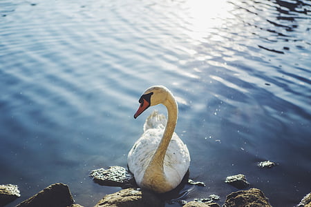 Swan, sťahovavého vodného vtáctva, voľne žijúcich živočíchov, vody, jazero, divoké, zviera