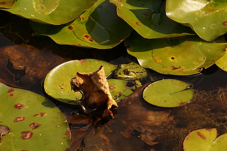katak, Kolam, hijau, amfibi, alam, Tutup, Kolam dengan katak
