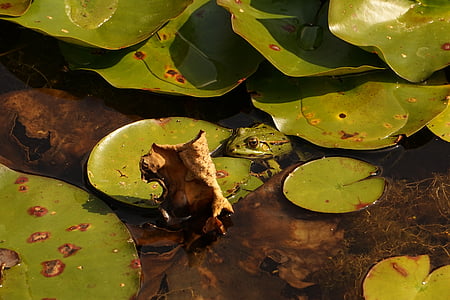 ếch, Ao, màu xanh lá cây, động vật lưỡng cư, Thiên nhiên, đóng, Ao với ếch