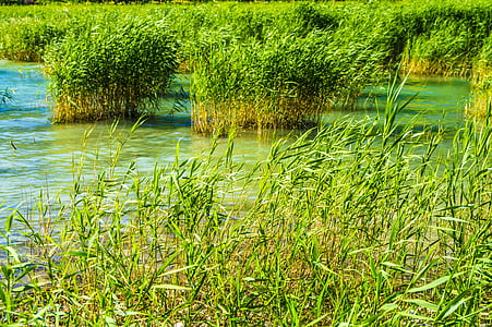 reed, water, lake, bank, nature, waters, badesee
