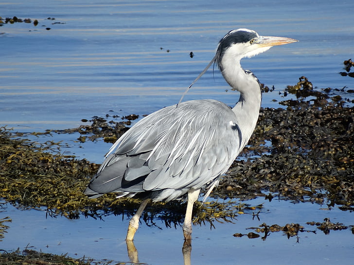 Heron, flota de Loch, Sutherland, flora y fauna, pájaro