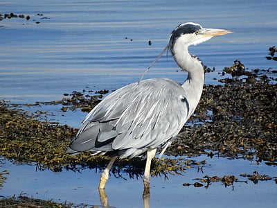 Heron, Loch flotila, Sutherland, volně žijící zvířata, pták