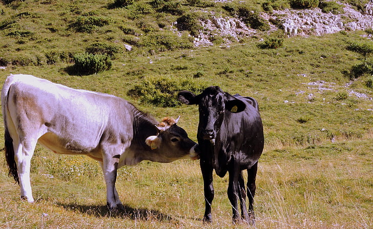 con bò, lick, đồng cỏ, Prato, màu xanh lá cây, Thiên nhiên, núi