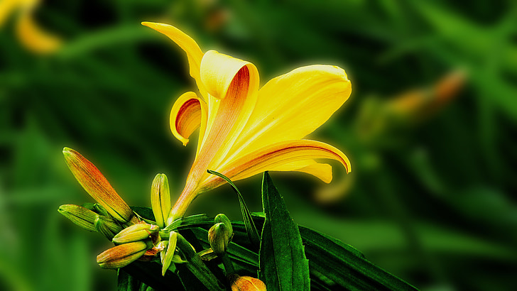 Lily, bunga, Blossom, Taman bunga, bunga, kuning, sinar matahari