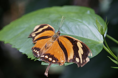 sommerfugl, Tropical, eksotiske, tropiske hus, Butterfly house, blad, Wing