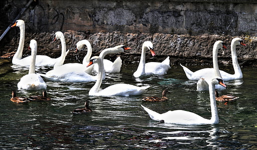 swans, swan, animal, water, waters, lake, nature