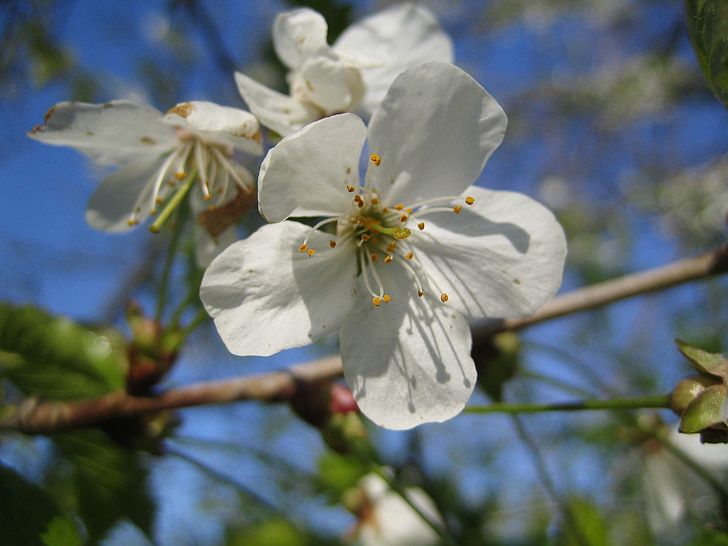 cerejeiras em flor, flor de cerejeira, cereja, flor, flor branca, Primavera, flor