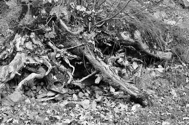корінь, камені, листя, чорно-біла