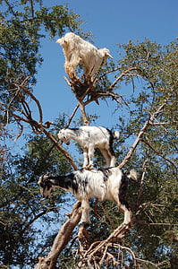 животное, козы, Природа, дерево, на открытом воздухе