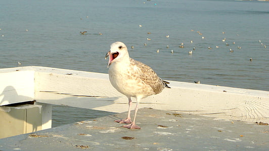 Seagull, el muelle, Sopot, el mar Báltico, pájaro, mar, naturaleza