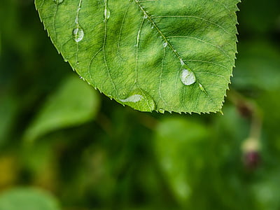 leaf, drop of water, macro, rain, dew, green, raindrop