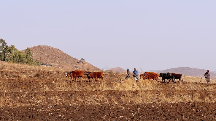 Lesotho, Ján Timko, poľnohospodárstvo, pluh, obrábanie pôdy, Príroda, zviera
