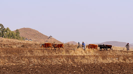 Lesotho, paese della montagna, agricoltura, aratro, lavorazione del terreno, natura, animale