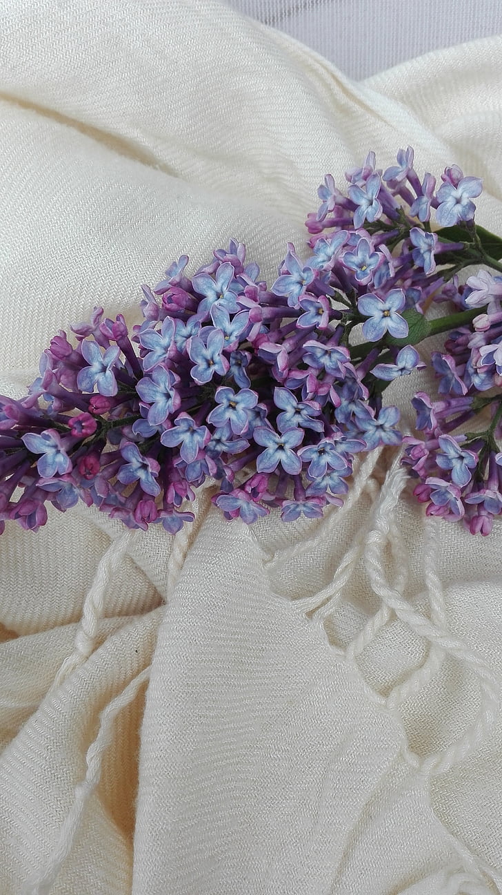 may, lilac, flowers