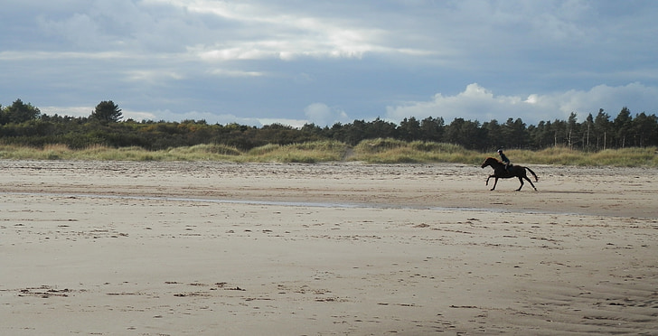 beach, sand, horse, riding, tentsmuir beach, horseback