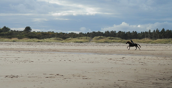 praia, areia, cavalo, equitação, Praia de tentsmuir, cavalo