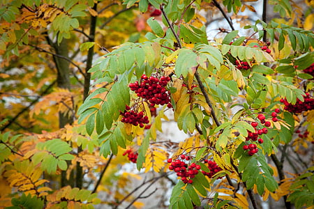 rowanberry, fall, autumn, rowan, berry, berries, season