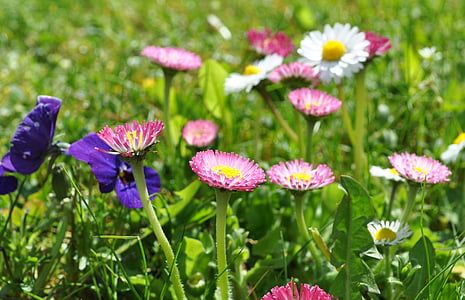 daisy, pink daisy, spring, blossom, bloom, nature, meadow