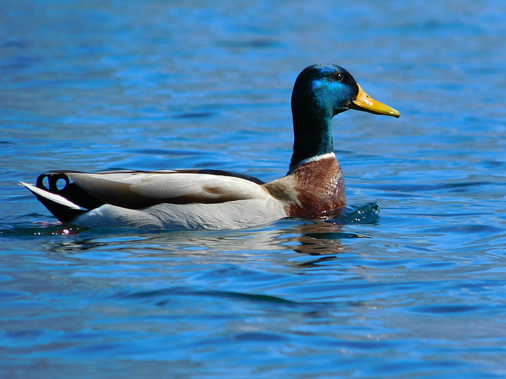 duck, mallard, water, lake, colors, animal, bird