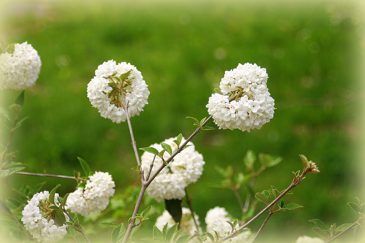 kevään, kukat, valkoiset kukat, Luonto, Blossom, Bloom, kukka