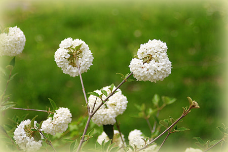 primavera, flores, flores blancas, naturaleza, flor, floración, flores