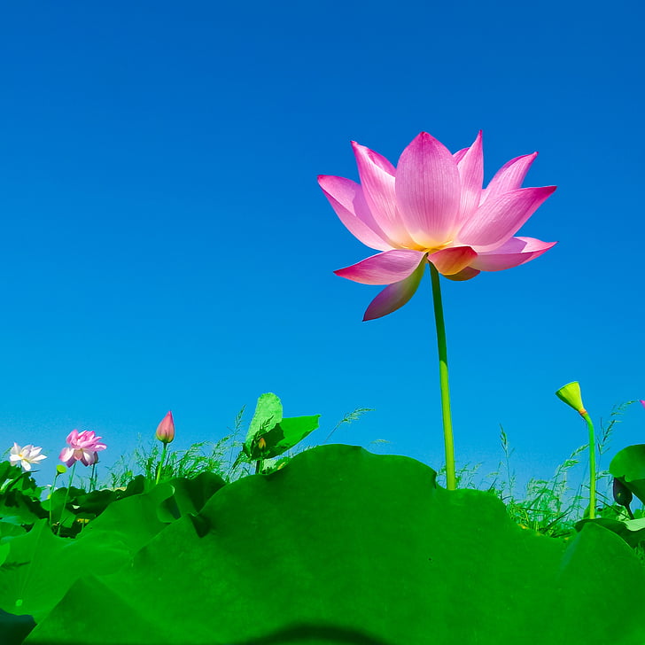 Lotus, lootuksenlehti, kukinta, kukka, Luonto, lumpeen, Lotus veden lily