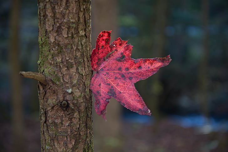 fall, leaf, maple