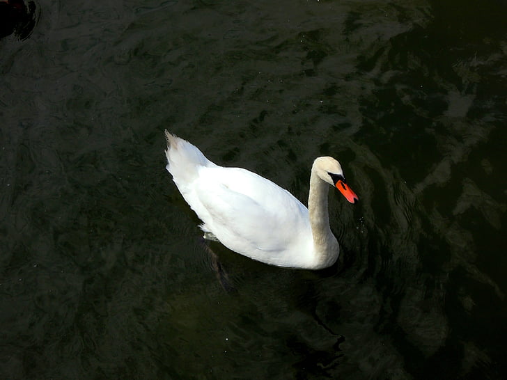 swan, water, animal, nature, bird, lake, wildlife