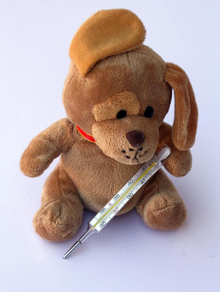 Teddy, anjing, floppy telinga, sakit, terluka, demam, demam termometer