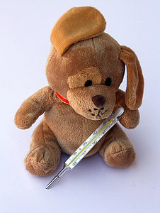 Teddy, hund, diskette øre, syg, såret, feber, feber termometer