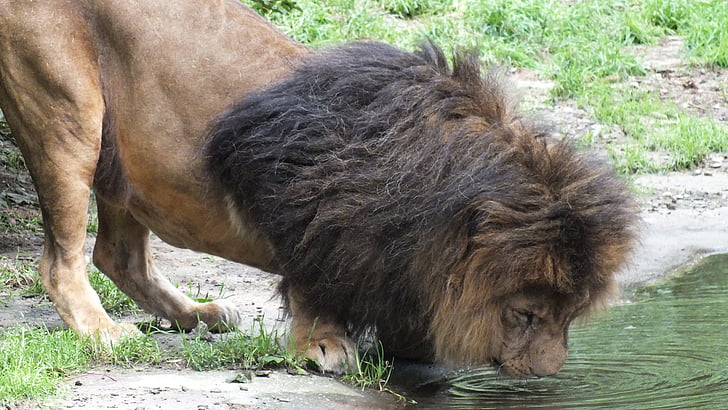 lion, cat, drink, predator