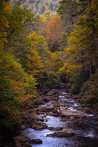 Příroda, stromy, listy, podzim, Woods, řeka, voda